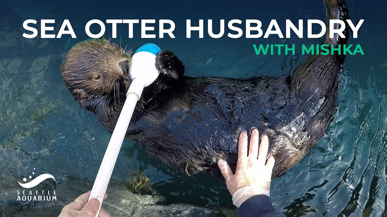 Sea Otter Training Session with Mishka! 🦦