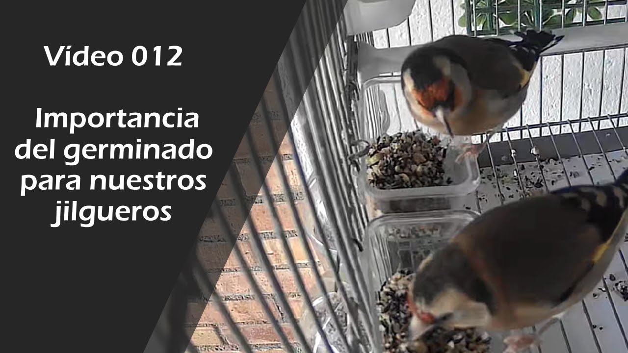 012 IMPORTANCIA DEL GERMINADO PARA NUESTROS JILGUEROS.
