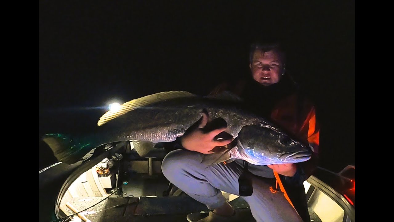 Live Baiting Big Mulloway  (Evans fishing classic 2025)