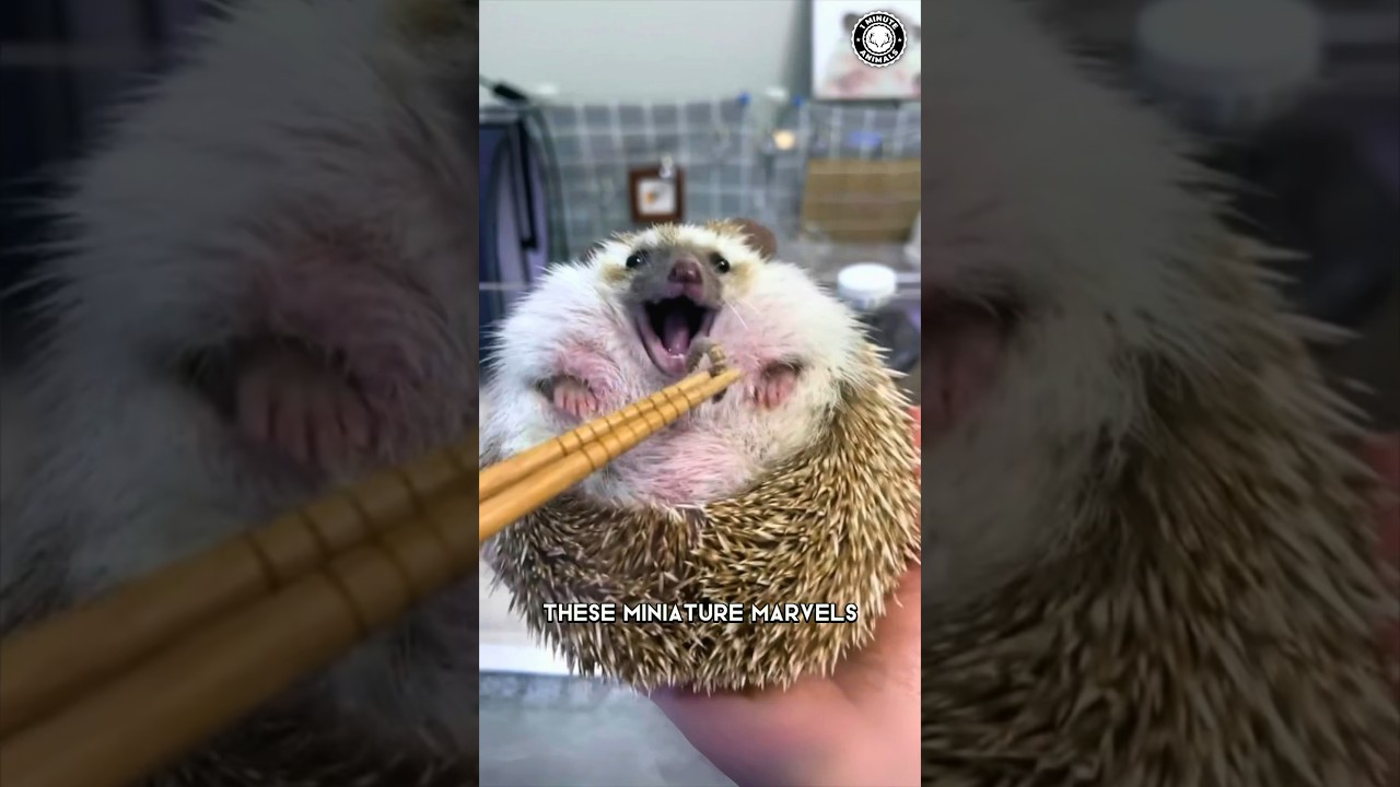 Ёжик 🦔 САМЫЙ МИЛЫЙ питомец НА СВЕТЕ?
