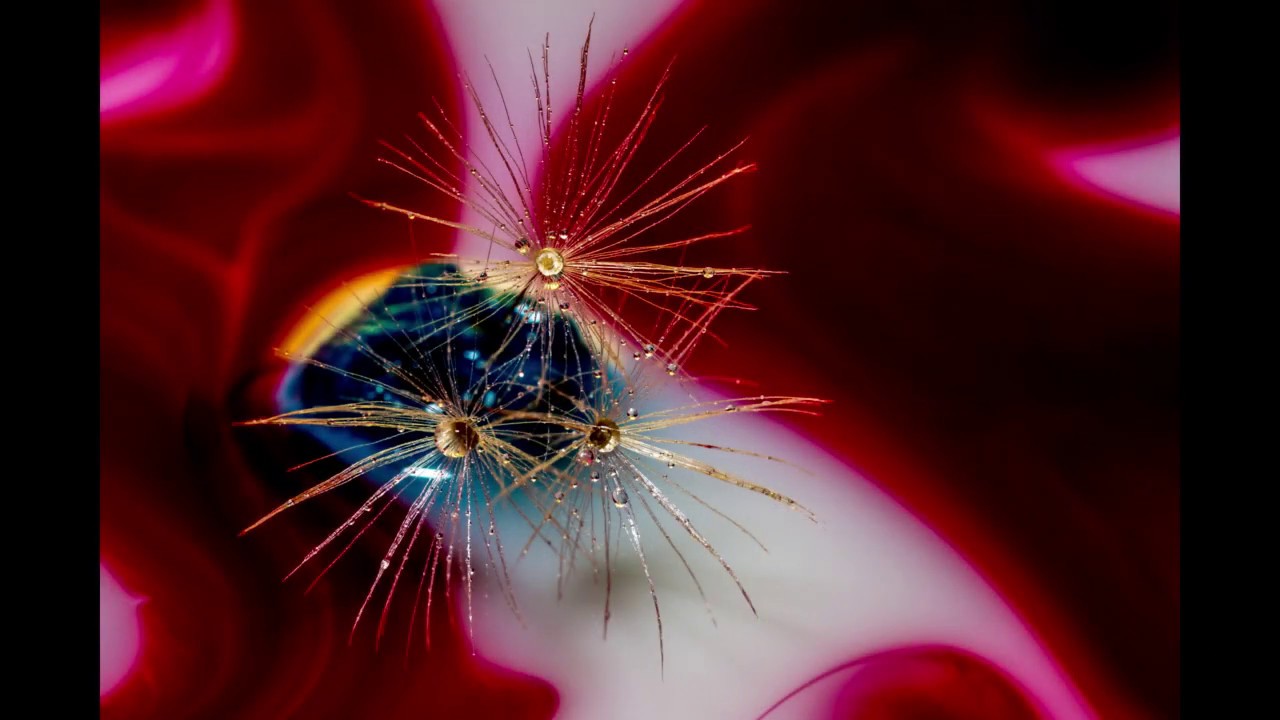 Macro photographie gouttes d'eau