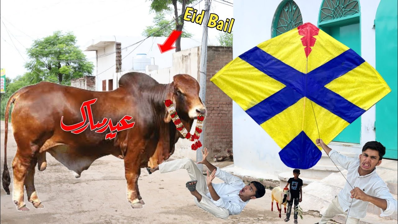 Kite Stock Coming & Eid Cow Last Day | Kites