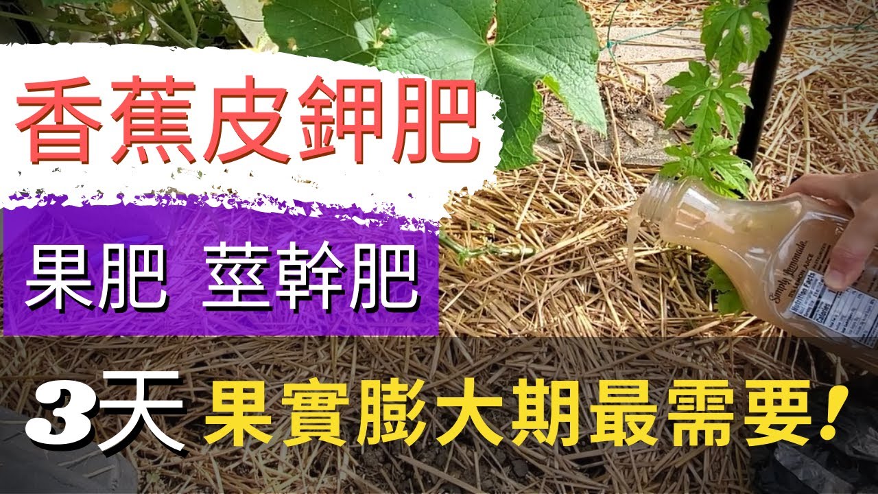 【香蕉皮如何做肥料】快速用香蕉皮自製鉀肥！香蕉皮酵素，香蕉皮鉀肥，自製有機肥！香蕉皮液肥！DIY Banana Peel Fertilizer (Easy and quick)