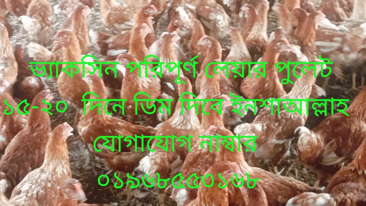 ভ্যাকসিন পরিপূর্ণ লেয়ার পুলেট মুরগি 🐓 | ১৫-২০ দিনের মধ্যে ডিম উৎপাদন ইনশাআল্লাহ