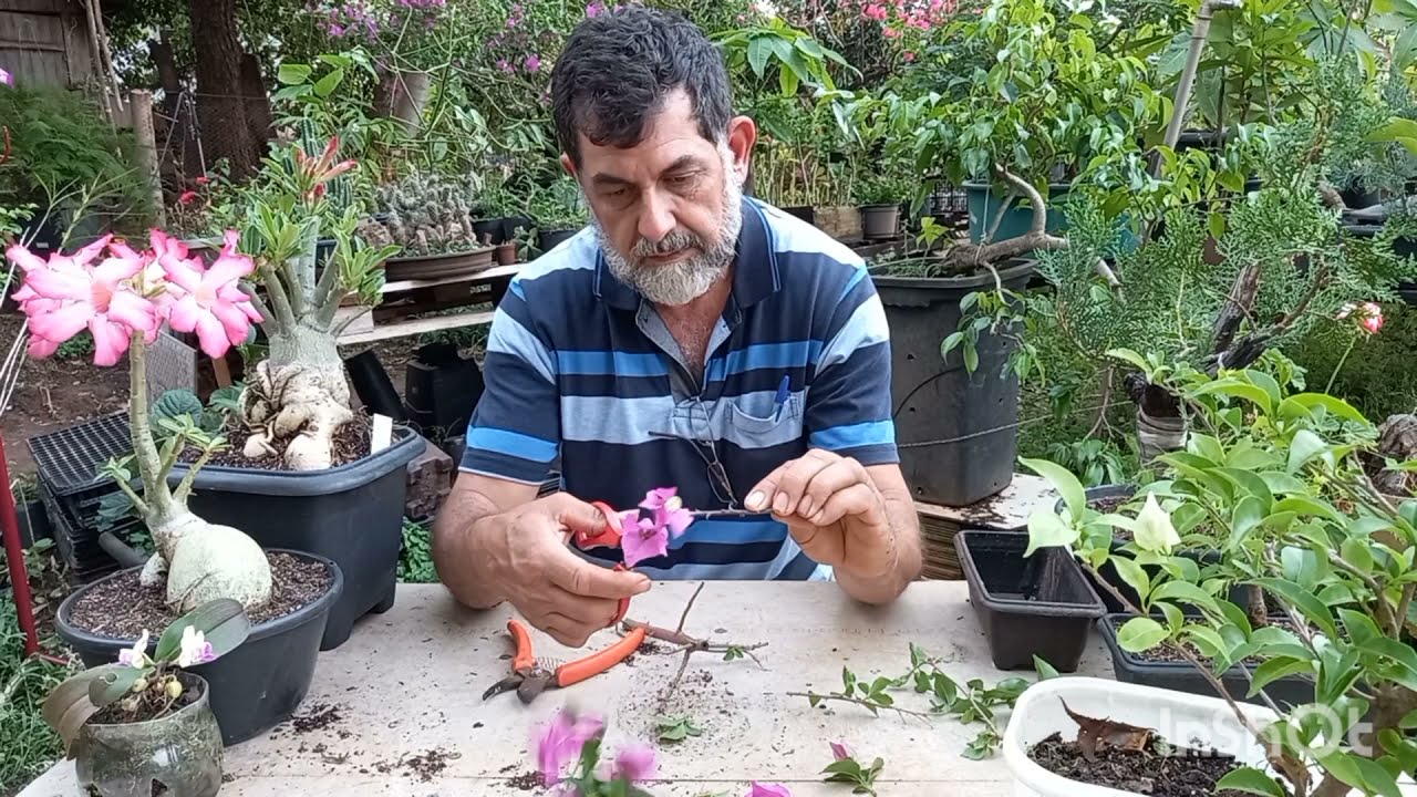 Como fazer BONSAI de Primavera BOUGANVILLEA a partir de estaca vamos APRENDER?