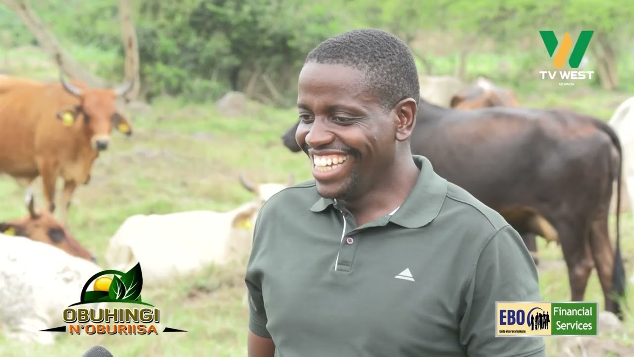 Obuhingi N'oburiisa: Okuriisa ente na Beinomugisha Fred owa Fredisch Farm