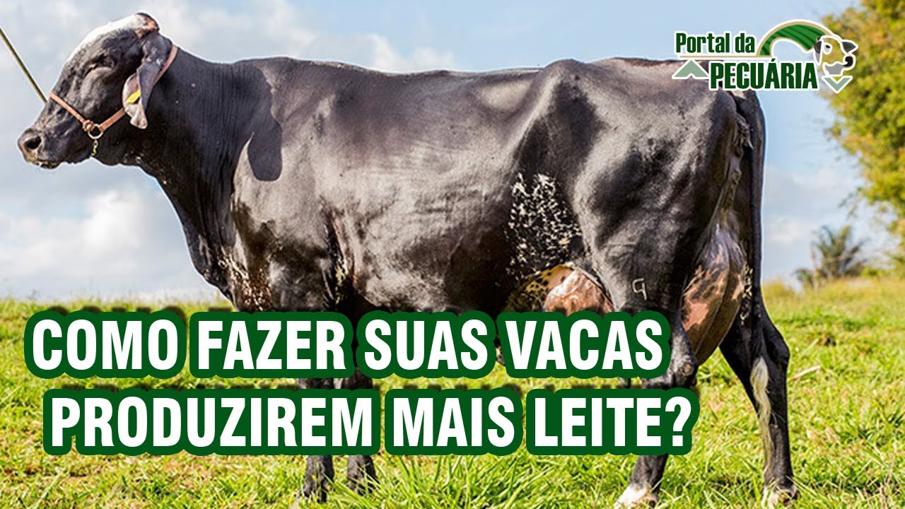 Como fazer suas vacas produzirem mais leite?