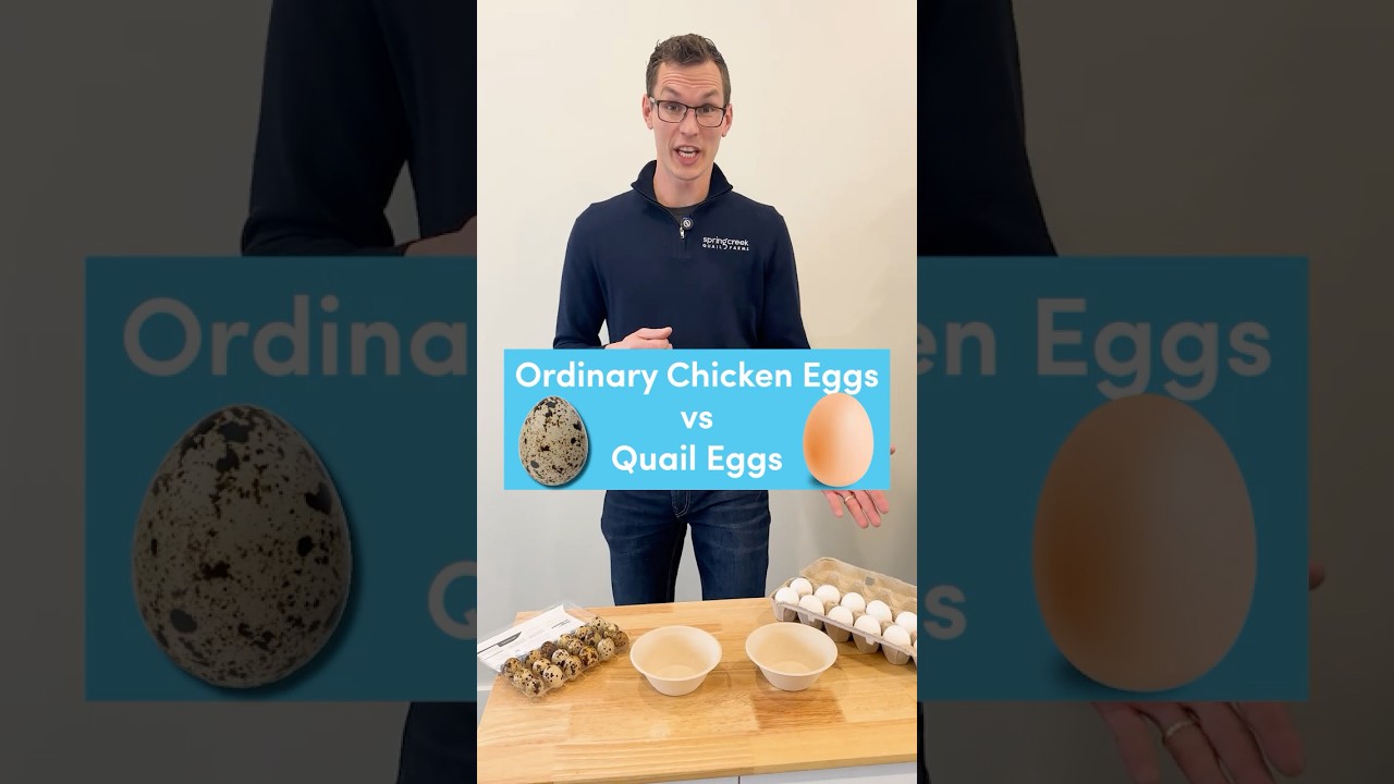 Обычные куриные яйца против перепелиных: что лучше? 🫣