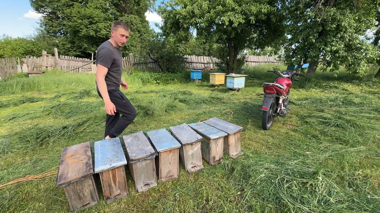 Ловля роїв 2025 ! Як піймати рій та як я це роблю .