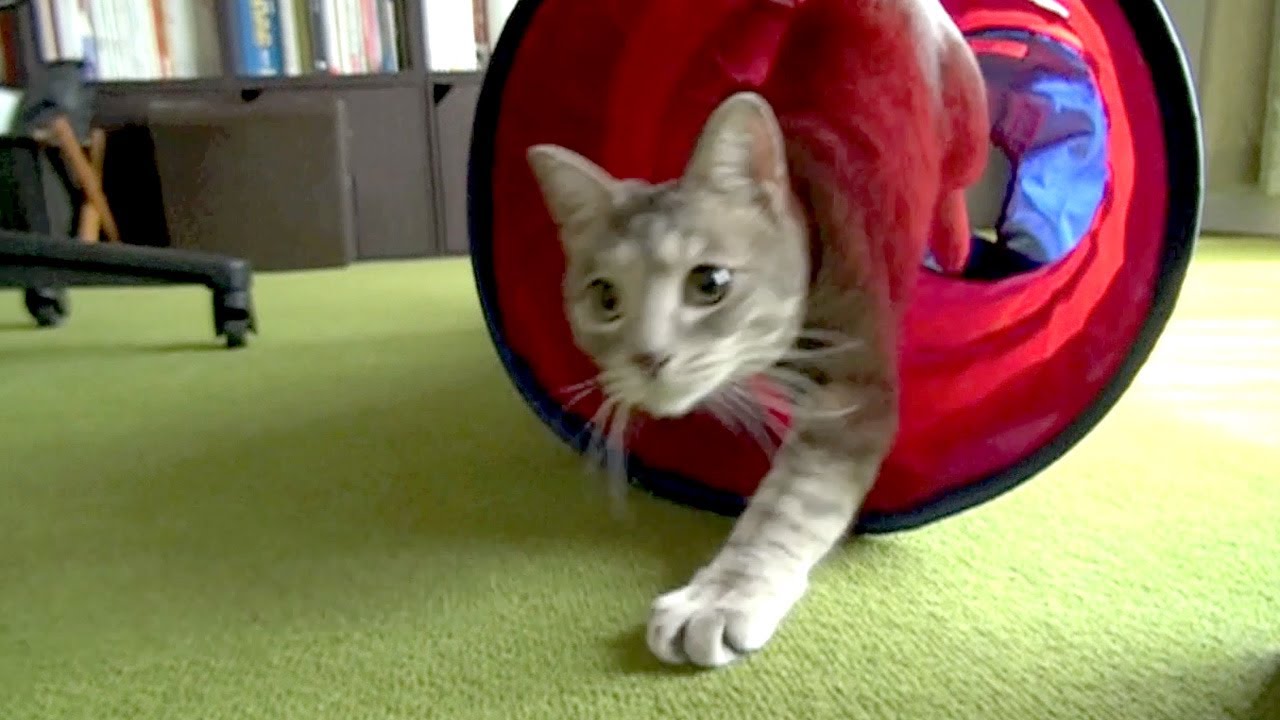 猫ミサイル - Cat Missile -