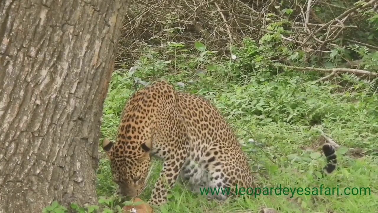 Leopard  panther pardus