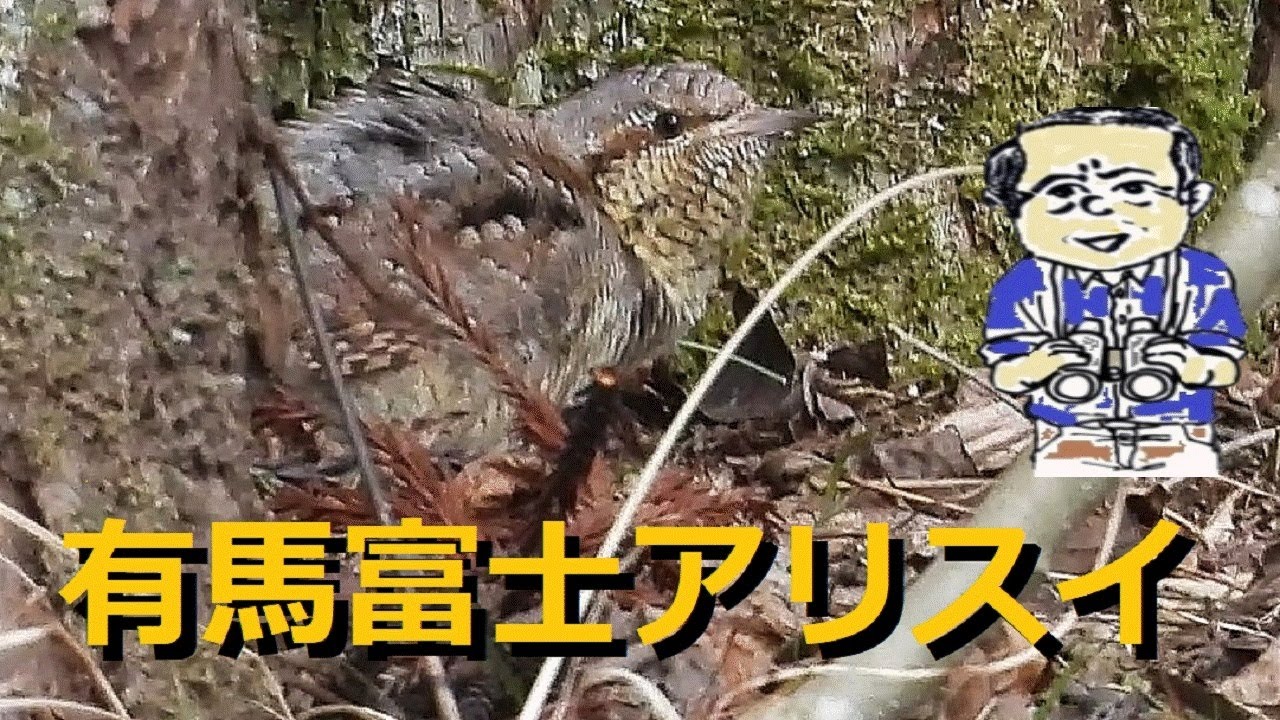 有馬富士公園、アリスイ、ヒクイナ発見！冬の野鳥観察2022年2月11日【内山裕之】