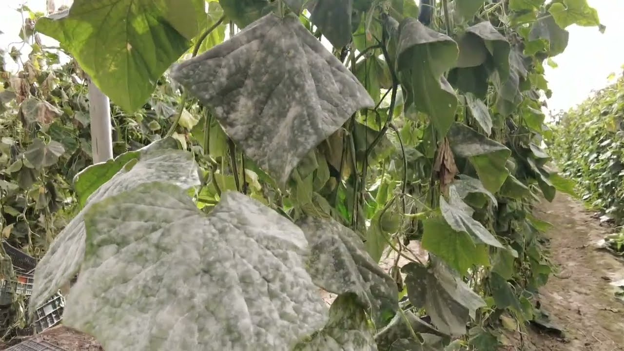 CENICILLA ,POWDERY MILDEW