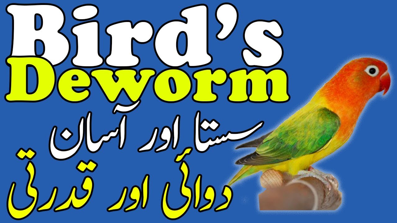 how to deworm your birds before breeding season Start - Video No 581