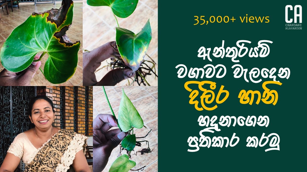 ඇන්තූරියම් වගාවේ දිලීර හානි හදුනා ගනිමු | Identifying and treating fungal infections in anthurium