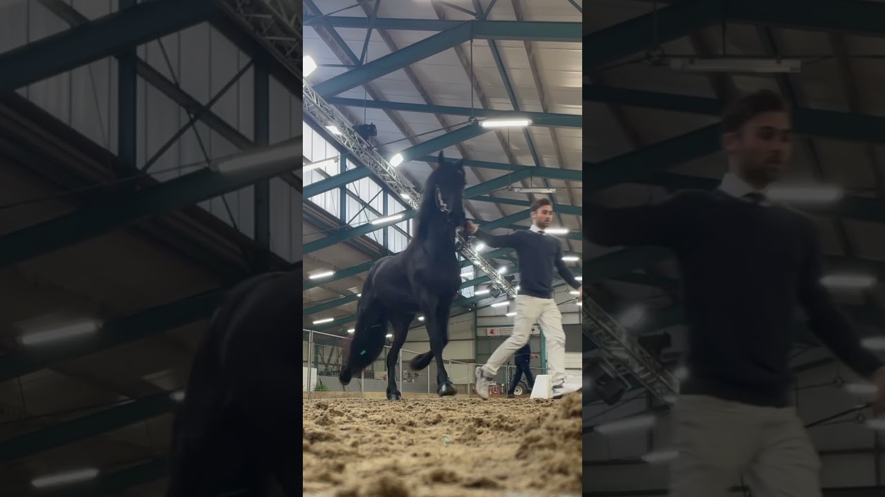 KFPS Hengstenkeuring 2-7 December 2024 Harich #kfpsroyalfriesian #stallion #friesland