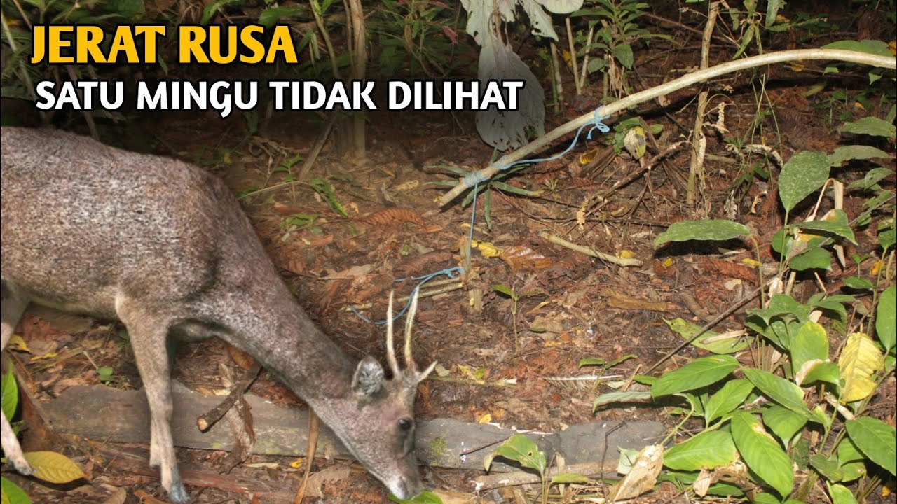 Melihat jerat payau dikebun jagung ll cara membuat jerat payau atau rusa