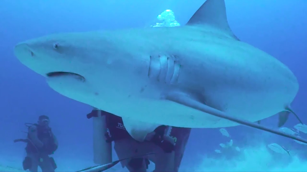Waltz of the Shark Feeder
