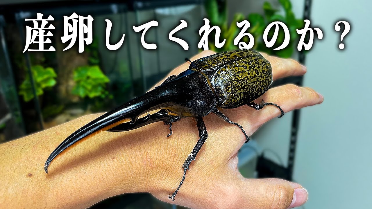 ヘラクレスにたくさん卵を産んでほしい！！！！