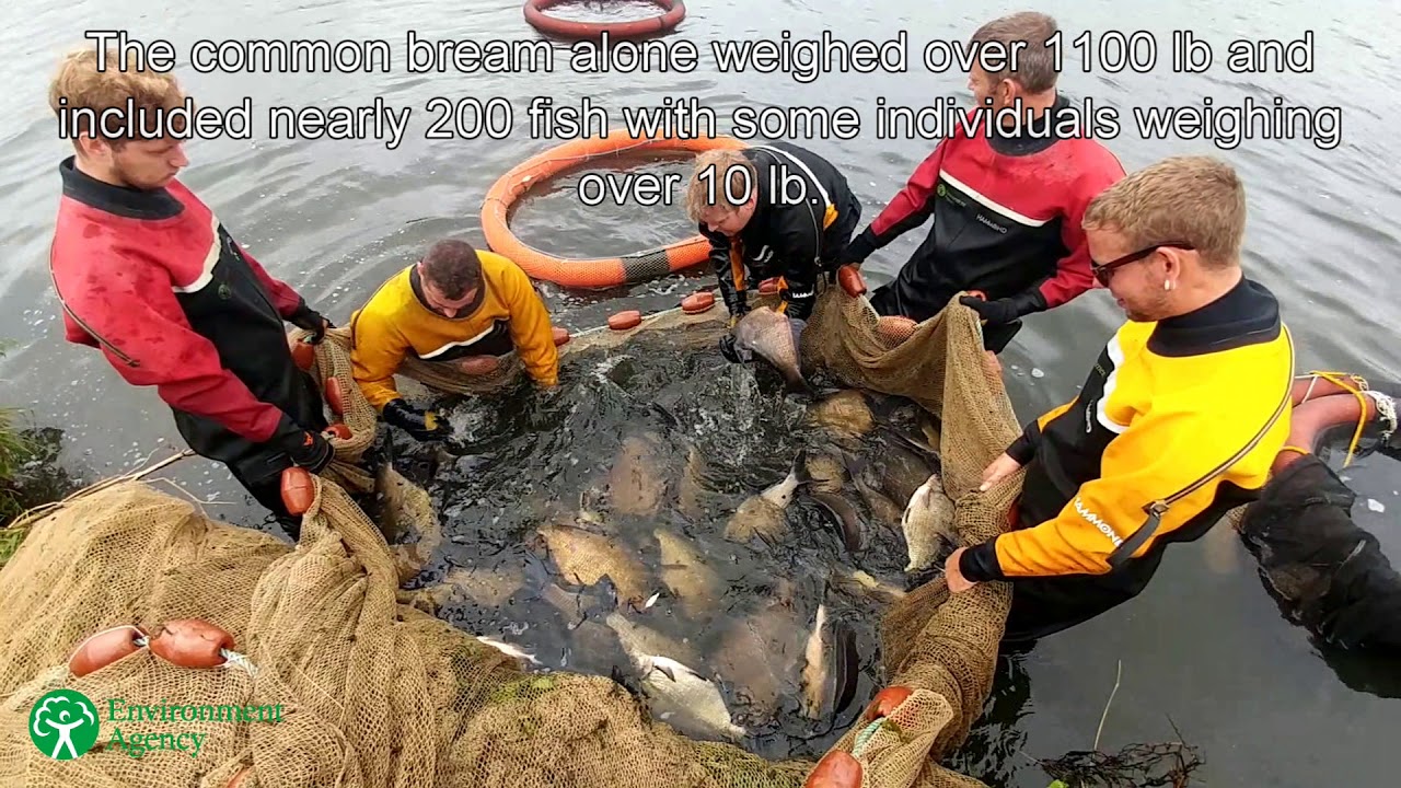 Relief Channel Fisheries Monitoring 2017