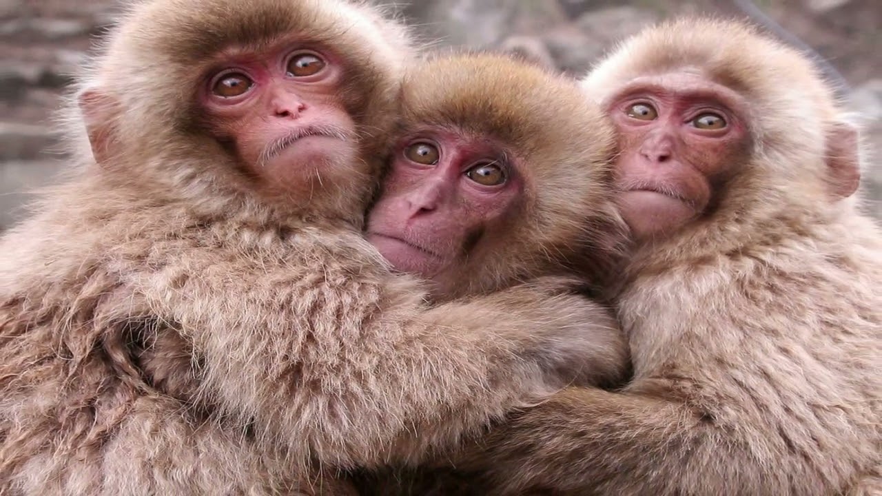 Primates Unveiled: Exploring the World of Monkeys