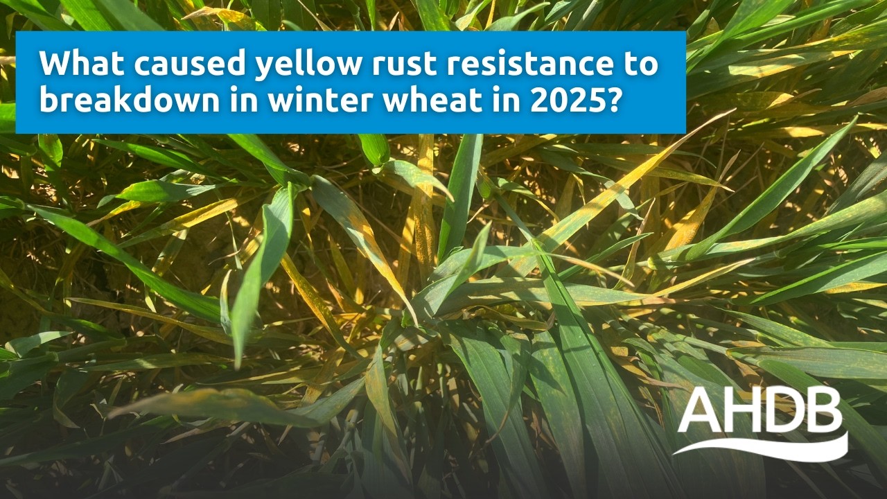 What caused yellow rust resistance to breakdown in winter wheat in 2025? &ndash; UKCPVS event 2026