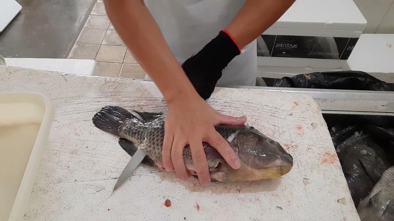 maneira fácil e rápida de filetar tilapia!