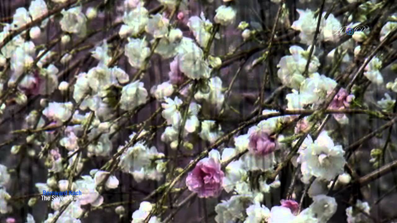 BERNWARD KOCH - The Silver Veil (relaxing, peaceful music)