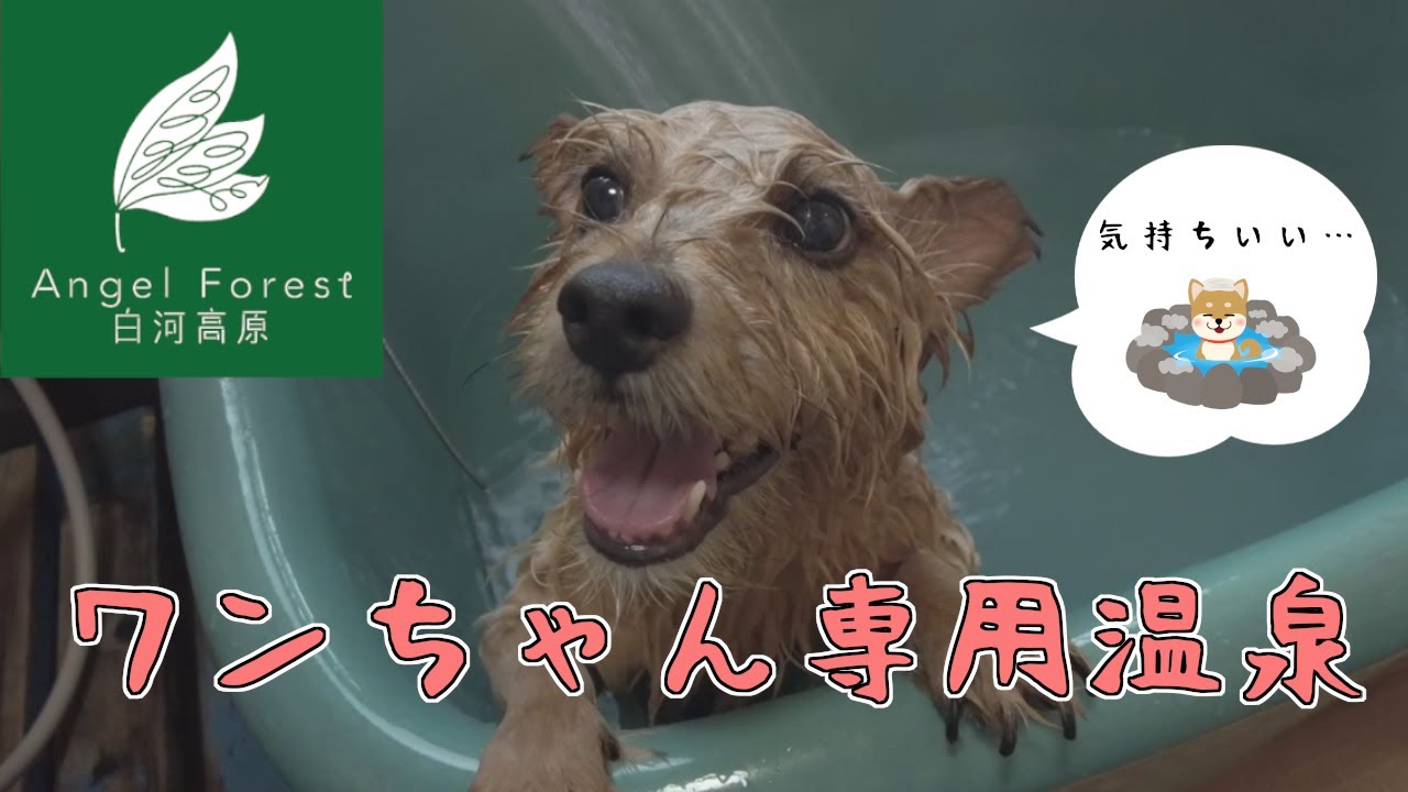 【福島】エンゼルフォレストでまったりするノーリッチテリア【温泉】