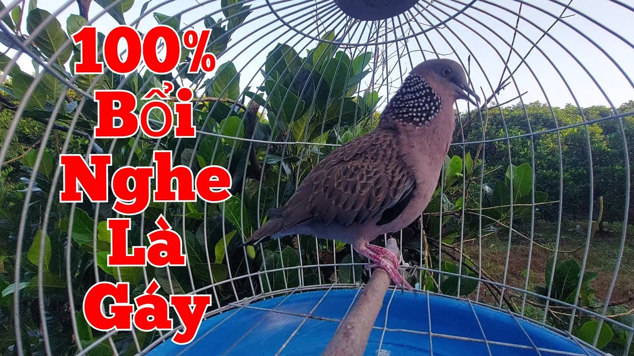 Chim cu gáy kích bổi / Cu gáy mồi đồng cây kích mồi luyện bổi nhanh nổi siêng gáy  #cugáy02