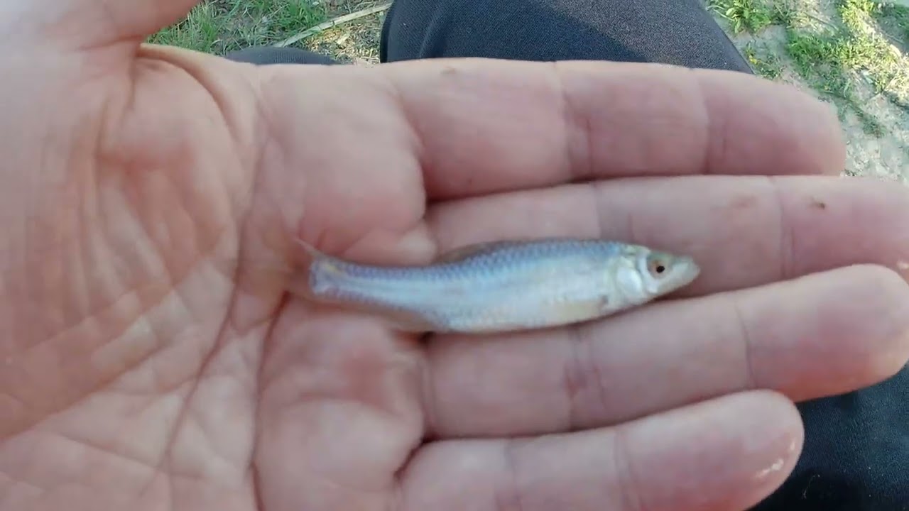Pecanje smudja na plovak krajem septembra !!!#zanderfishing #floating