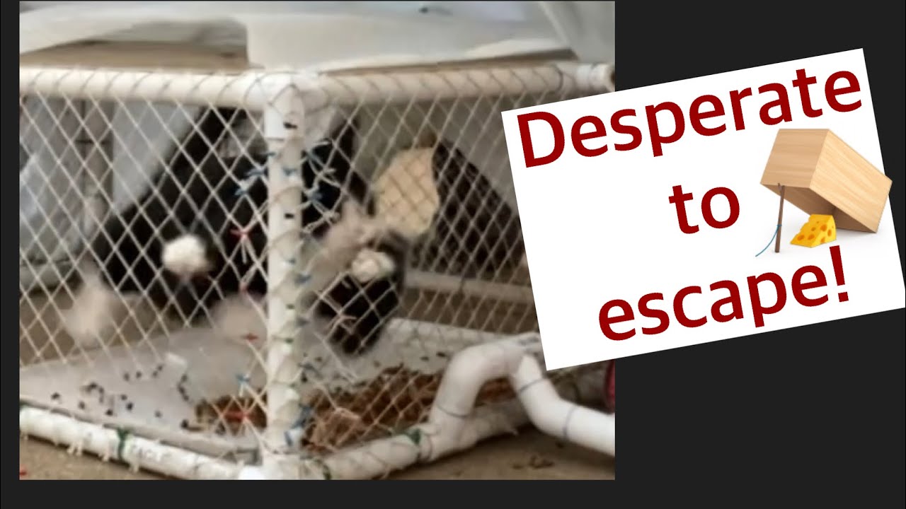 Trapping feral cats Trap neuter return  drop trap TNR feral cat trapping- cats trying to escape!