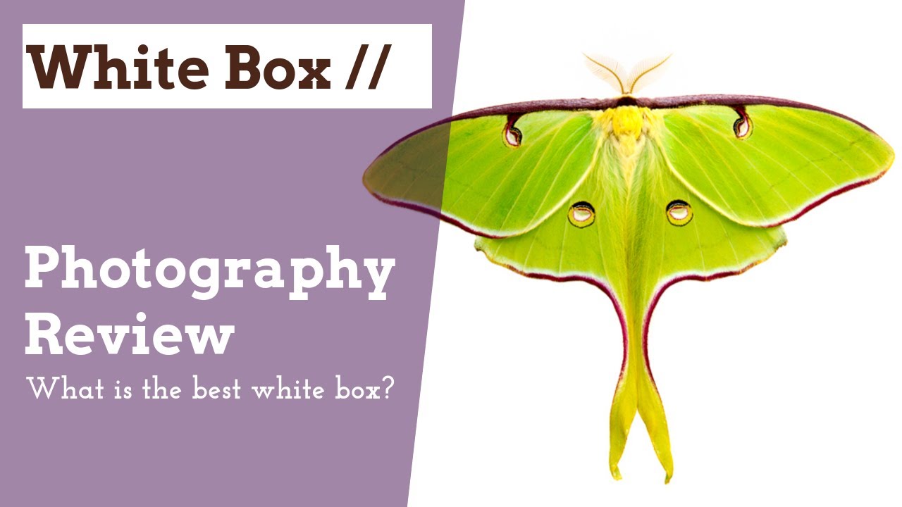 White Box Review for macro flash photography. Which box should you use?