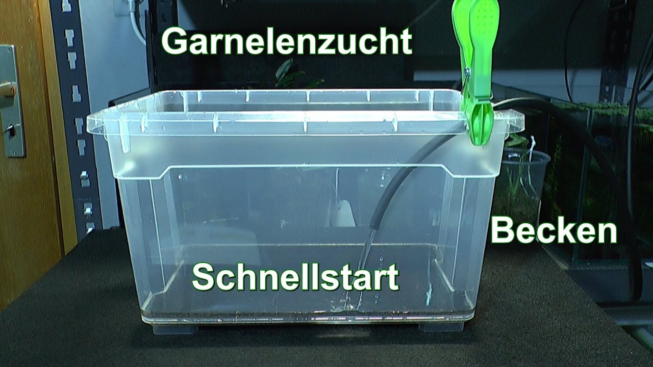 Garnelen Zucht der Zwerggarnelen. Becken für den Schnellstart einrichten zur Zucht der Zwerggarnelen