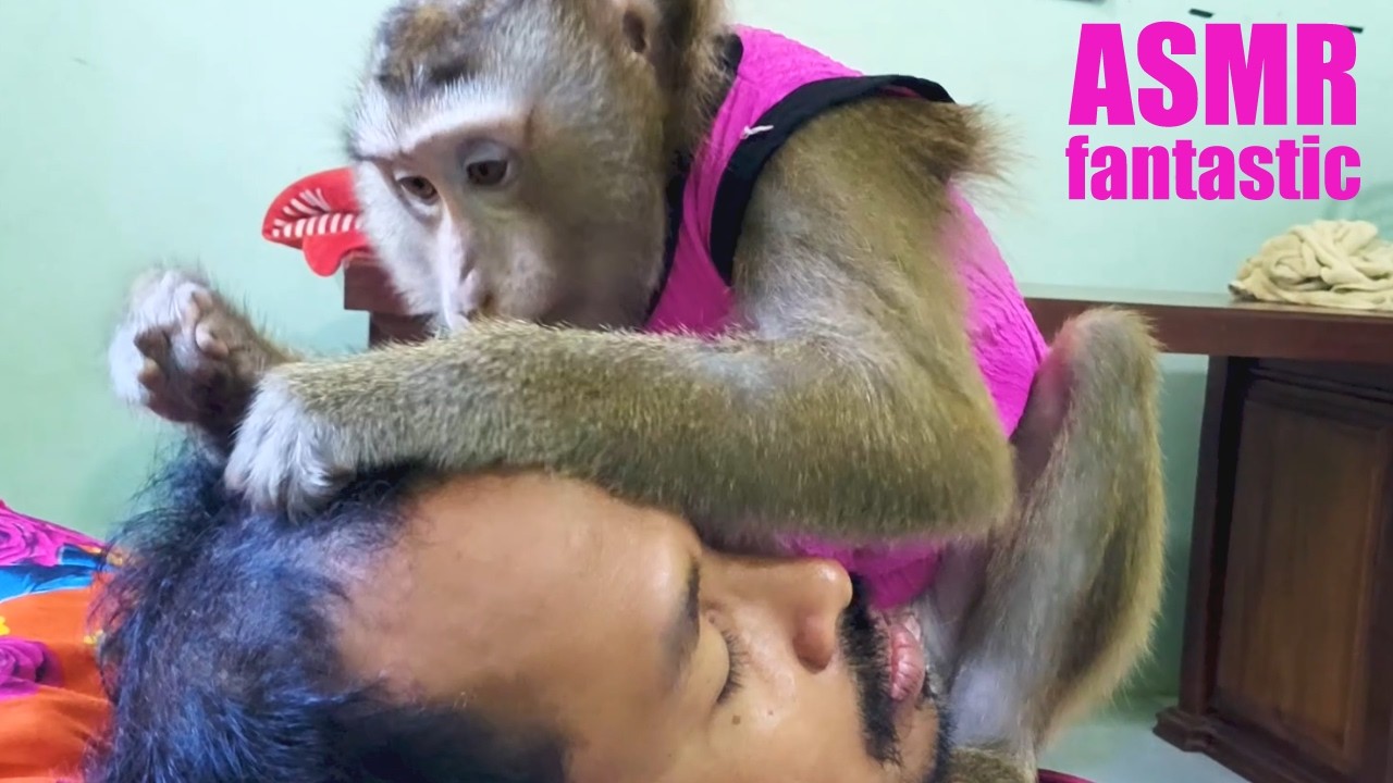 ASMR Monkey Grooming Geniuses | Bela Deep Tingles No Talking Best Unintentional