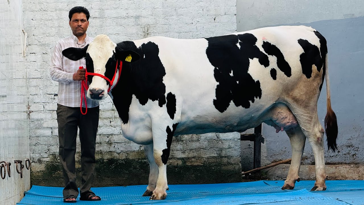 Full Pure ABS,Denmark Breed with Modern Farm background || Lalka Dairy Farm || High Milking
