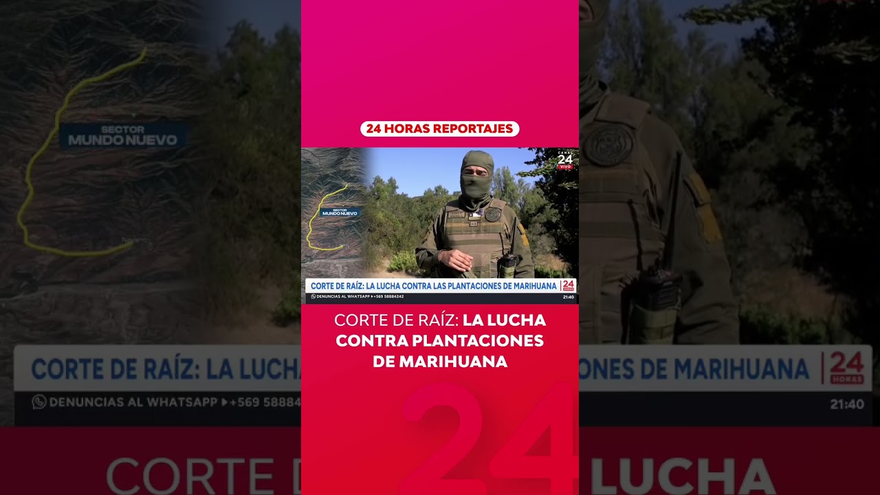 Corte de raíz: la lucha contra plantaciones de marihuana | 24 Horas TVN Chile
