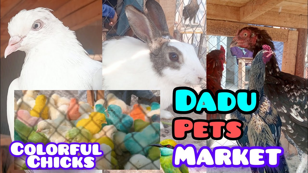 Colorful Chicks Desi Hen White piogen Rabbits Aseel Murga & Aseel Murgiya Dadu Pets market #Pets 