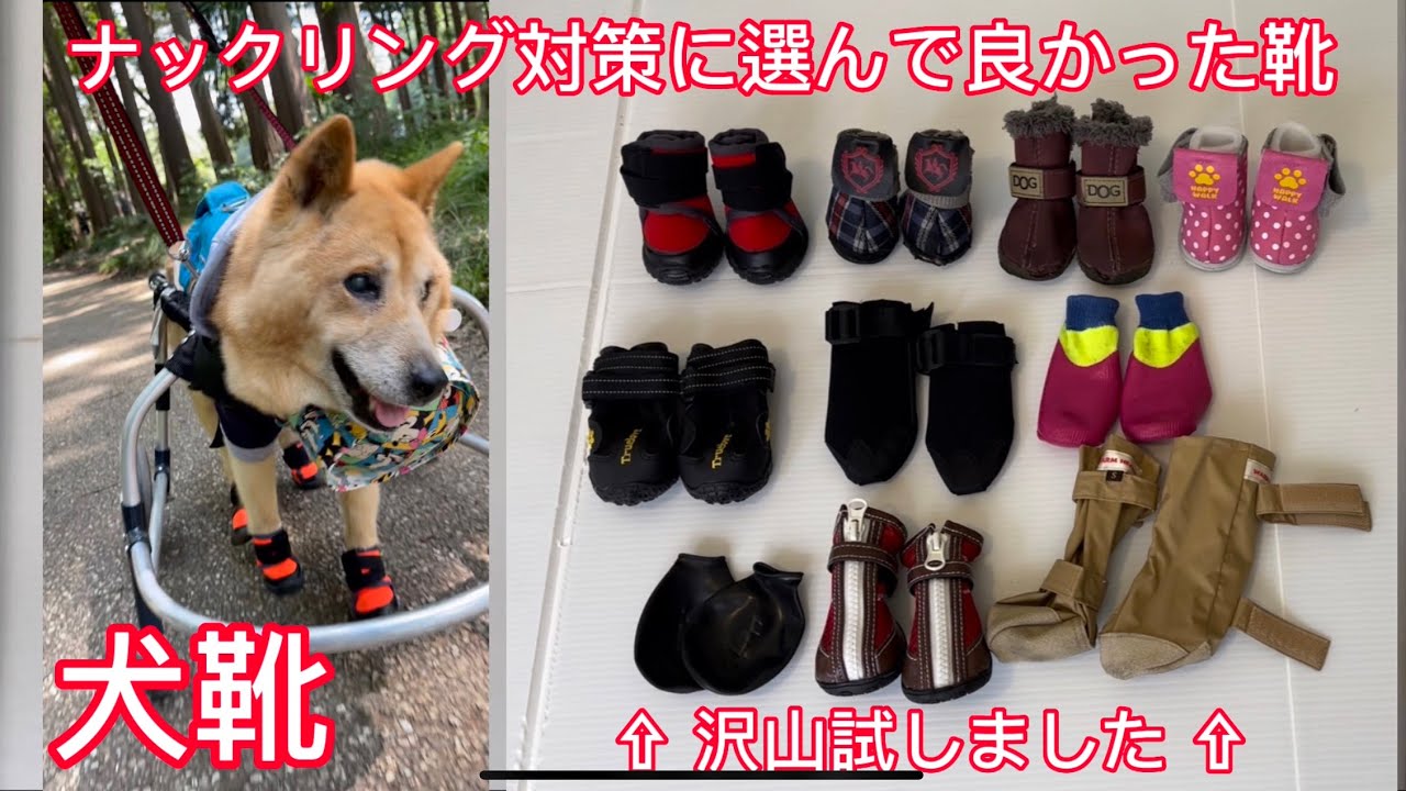 【犬用の靴】ナックリングからルーさんの足を守ってくれた最強のブーツ