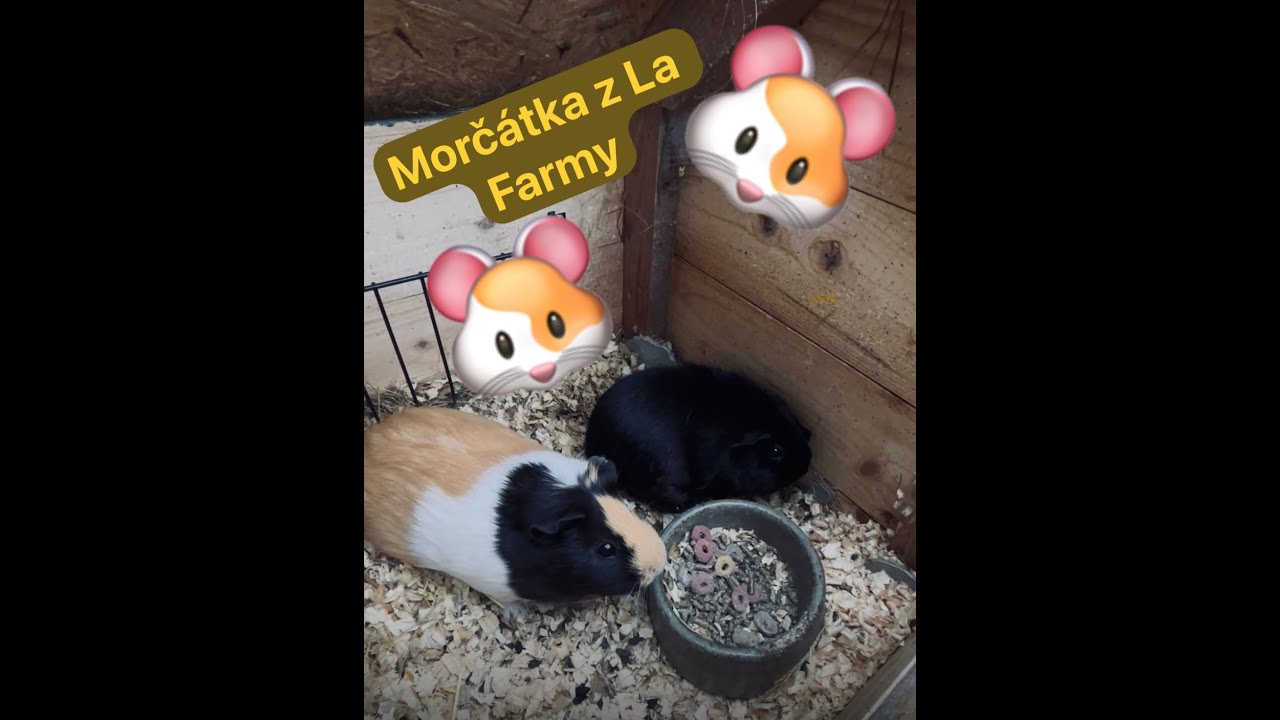 👉 Morčata na farmě 🐹 | Výměna podestýlky + krmení 🌿#morčata #farma #zábava #animals #guineapigs
