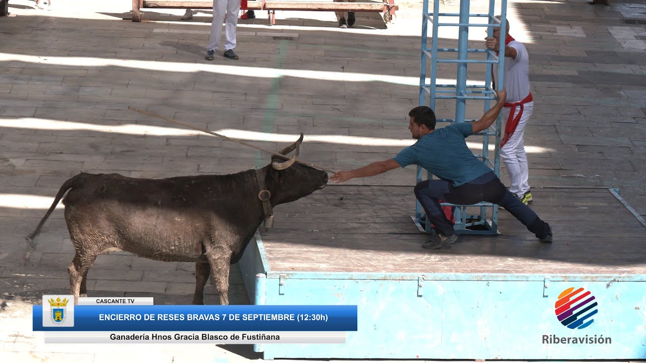 Encierro de reses bravas Cascante 2024