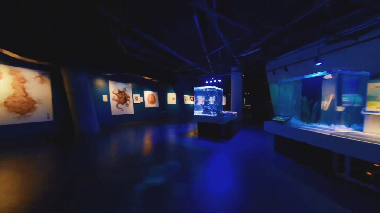 Frost Science Aquarium - The Dive