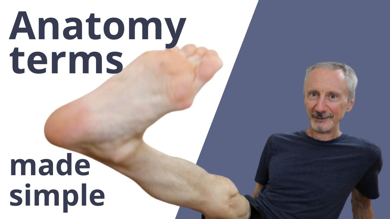 Anatomical terms of movement made simple