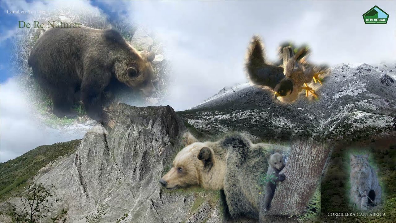 CORDILLERA CANTÁBRICA. EL OSO PARDO: acosado por un halcón peregrino