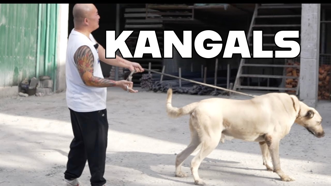 KANGAL REUNION