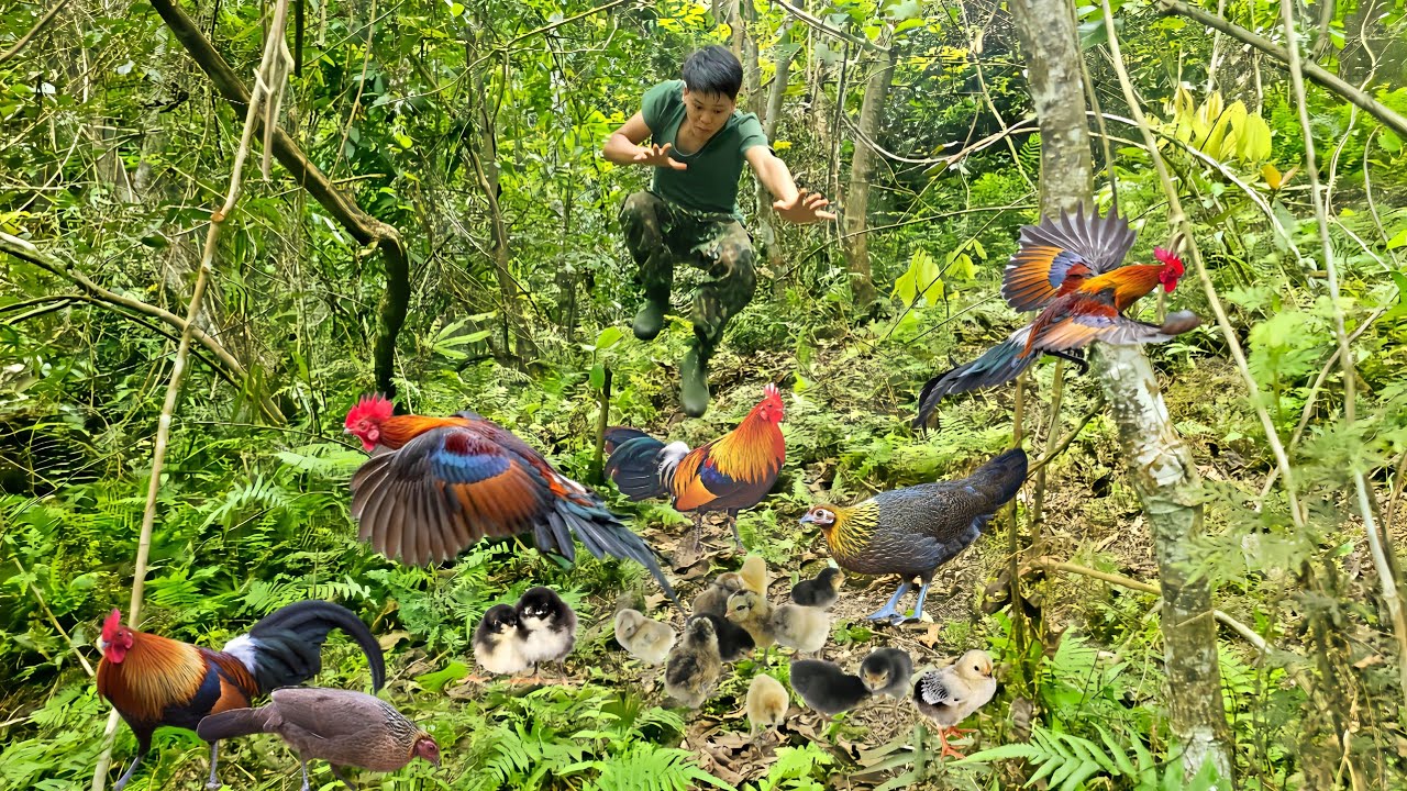fish trap after rainy days, wild chicken tracks, catching chicks after breeding season