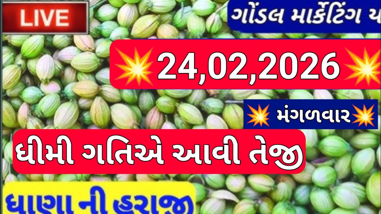 ગોંડલ નવા ધાણા ના બજાર ભાવ / નવા ધાણા ના બજાર ભાવ /આજના ધાણાના ભાવ /24,02,2026