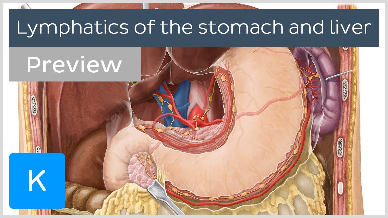 Lymphatics of the stomach and liver (preview) - Human Anatomy |&nbsp;Kenhub