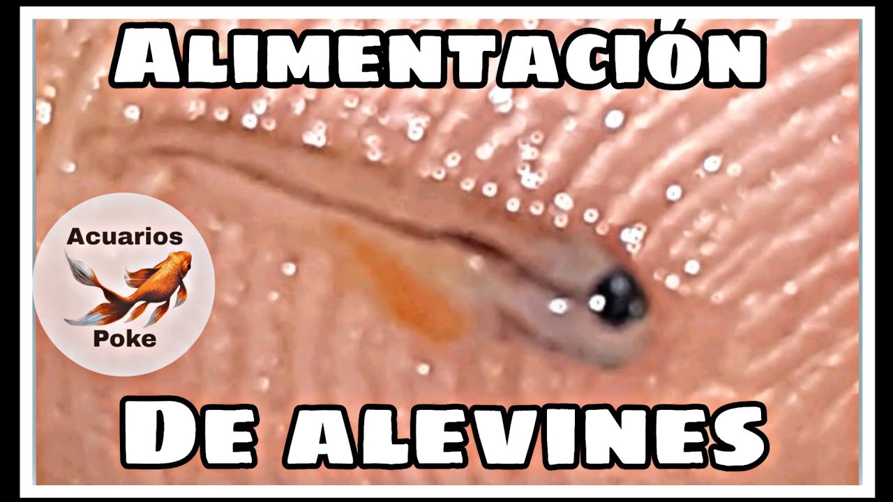C&oacute;mo  alimentar alevines de goldfish y koi. cuidados b&aacute;sicos