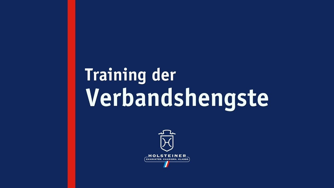 Die Verbandshengste im Training - Lewine